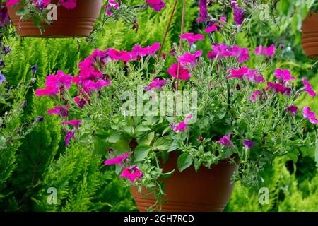 Piante estive in vaso appeso, giardino flowerpot Foto Stock