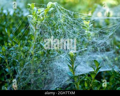 Web Moth con una rete su una copertura Foto Stock