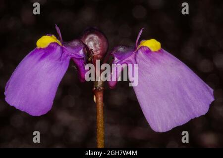 Due fiori del dicotoma Utricularia di Bladderwort, Tasmania, Australia, vista laterale Foto Stock