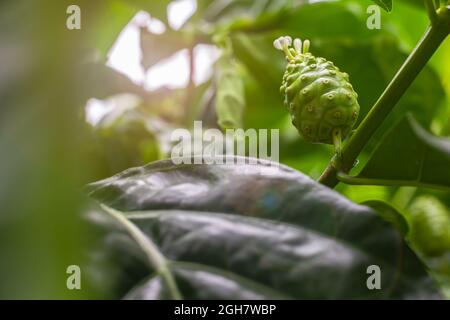 Crude di frutta Noni con foglie verdi. Grande morinda, mulatto indiano, Morinda citrifolia Foto Stock