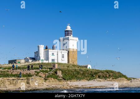 Lighthouse on Coquet Island, un santuario della fauna selvatica offshore sulla costa Northumbrian, off ambolo, nord-est Inghilterra con uccelli marini floccanti Foto Stock