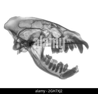 Vista laterale raggi X di un cranio di una Hyena su sfondo bianco Foto Stock