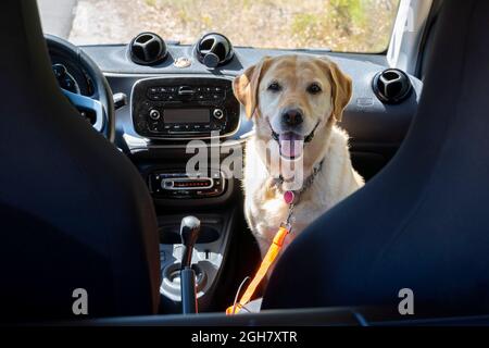 Giallo Labrador Golden Retriever mix cane guardando la fotocamera all'interno di una Smart ForTwo auto Foto Stock