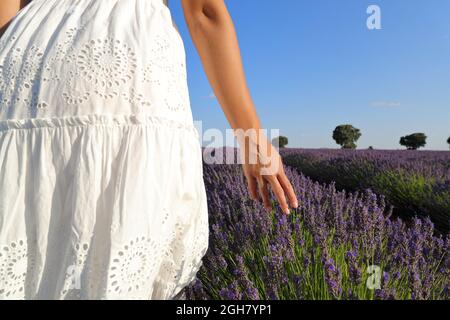 Vista posteriore ritratto di una mano donna che cammina e tocca la lavanda in un campo Foto Stock