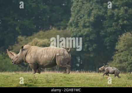 Il vitello bianco di rhino di due settimane del sud Nandi esplora il suo recinto per la prima volta allo ZSL Whipsnade Zoo. Data foto: Lunedì 6 settembre 2021. Foto Stock