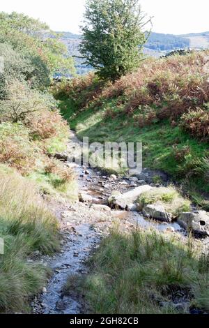 Piccolo torrente e sentiero vicino a Park Gate Coniston Cumbria Inghilterra Foto Stock