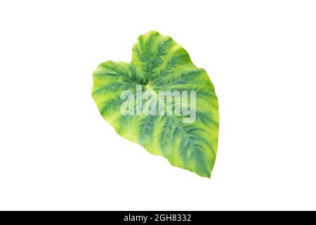 Colocasia esculenta foglia verde isolato su bianco. Taro o kalo pianta tropicale Foto Stock