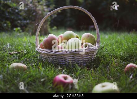 Mele rosse e verdi appena raccolte in cestino su erba verde. Foto Stock