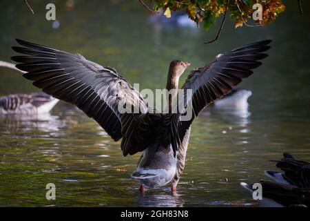 Grigiylag Oca che sbatte ali (Anser anser) Foto Stock
