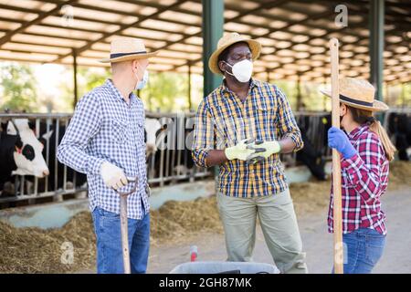Gruppo multirazziale di agricoltori, donne e due uomini che indossano maschere per la protezione contro le malattie che parlano all'aperto di cowshed Foto Stock