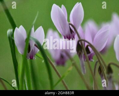 Primo piano di ciclamini lilla, ciclamini Coum piante della famiglia Primulaceae Foto Stock