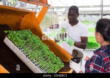 Donna sicura afro man latina lavorando al vivaio di piante che vasellano piantine vegetali da casse a pentole Foto Stock