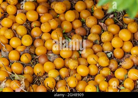 prugna di ciliegia matura gialla si trova sotto l'albero Foto Stock