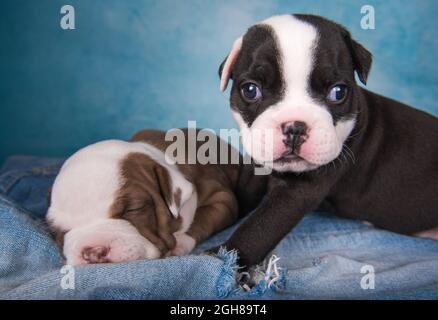 Due divertenti cuccioli di Bullies Americani su sfondo blu Foto Stock