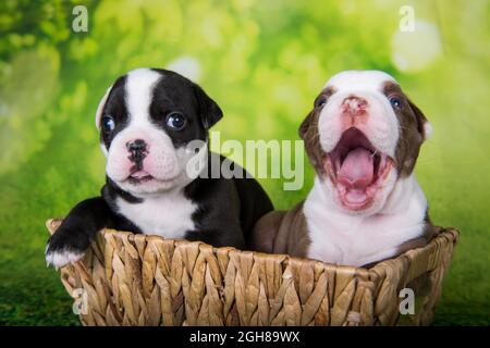 Due divertenti cuccioli American Bullies su sfondo verde Foto Stock