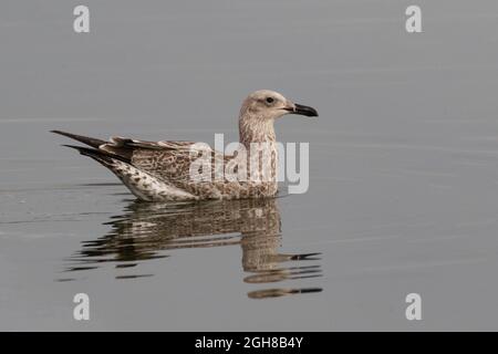 Caspian Gull 0juvenile) Farmoor Reservoir, Oxon, Regno Unito Foto Stock