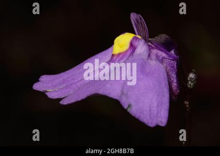 Fiore del bladderwort Utricularia dicotoma, Tasmania, Australia, vista laterale Foto Stock