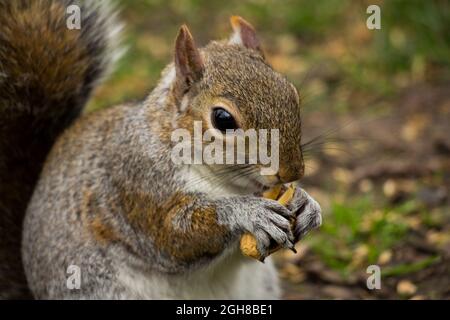 Primo piano di scoiattolo carino mangiare una noce Foto Stock