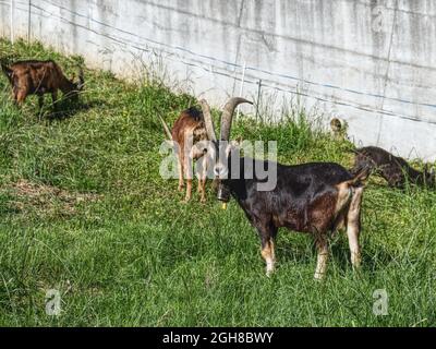 Una capra di camoscio è in piedi nell'erba Foto Stock