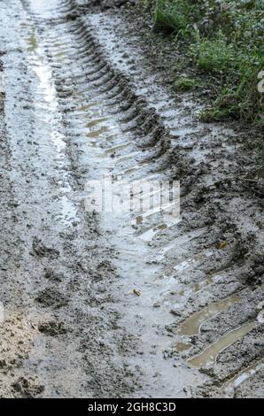 Tracce di pneumatici o segni di pneumatici di un trattore per servizi pesanti su un percorso fangoso e umido in una foresta Foto Stock