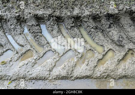 Tracce di pneumatici o segni di pneumatici di un trattore per servizi pesanti su un percorso fangoso e umido in una foresta Foto Stock