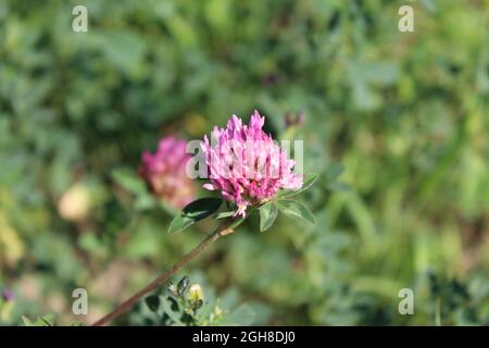 clover prato rosso trifoglio lat trifolium, zoomato, dettagli Foto Stock