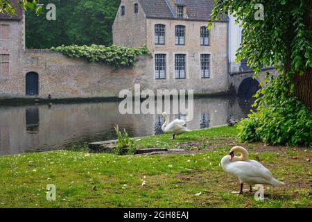Cigni su una riva di canale vicino Begijnhof Beguinage nella città di Bruges. Brugge, Belgio Foto Stock