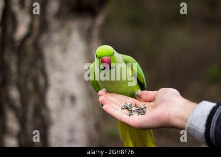 Parakeet rosato mangiare una arachidi da una mano umana Foto Stock