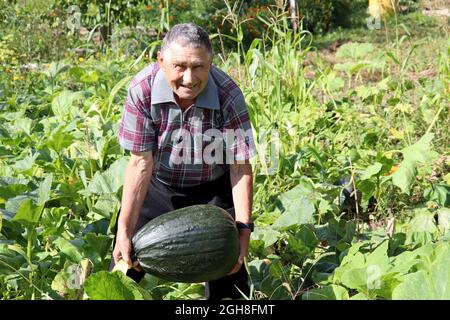 Uomo anziano felice con raccolto di zucca. Vecchio contadino che raccoglie squash in un giardino, buon raccolto Foto Stock