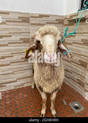 Bella pecora sana che si prepara al sacrificio per l'Eid al-Adha Foto Stock