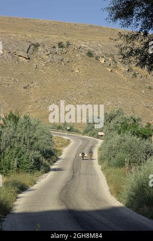 Paesaggio rurale e la vita in turchia su una strada di Anatolia un vecchio uomo conduce l'asino caricato a piedi Foto Stock