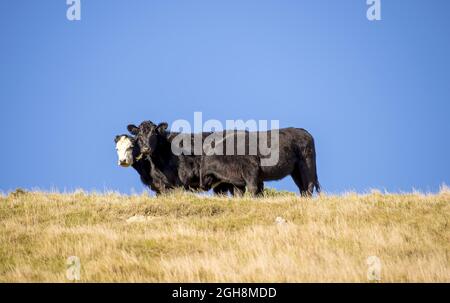 3 giovane ruba sul costo di una collina. Due guardano curiosamente la macchina fotografica mentre uno sta pascolare. Foto Stock