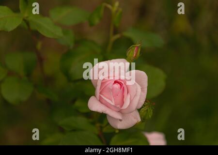 Cespuglio di rose che cresce in giardino. Sui ramoscelli ricoperti di punte, si trova un fiore di colore rosa chiaro e boccioli di fiori. Foto Stock