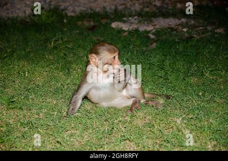 Fuoco selettivo sul BAMBINO SCIMMIA che gioca nel parco di notte. Foto Stock