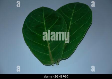 Fuoco selettivo su foglie DI ALBERO di BANYAN isolate su sfondo bianco. Foto Stock