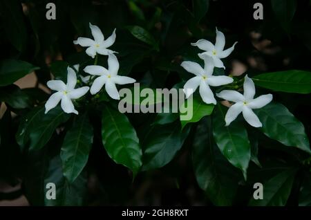 Fiore bianco di gelsomino con foglie verdi nel giardino in paesaggio. Foto Stock