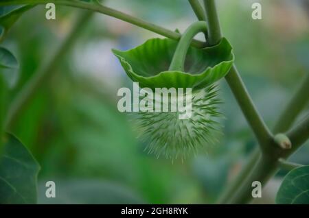 FUOCO SELETTIVO SU DHATURA INNOXIA O ANGEL'S TROMBA PIANTA ISOLATA CON SFONDO VERDE SFOCATO AL SOLE DEL MATTINO. Foto Stock