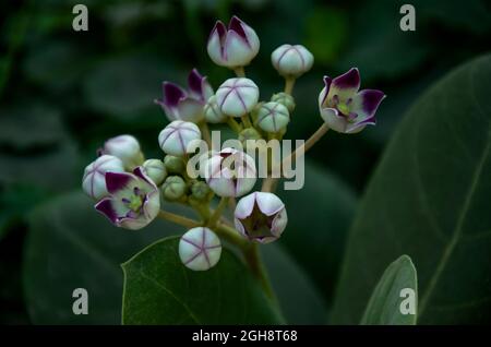 FIORI BIANCHI GIGANTI DI CALOTROPE CON FOGLIE VERDI. Foto Stock