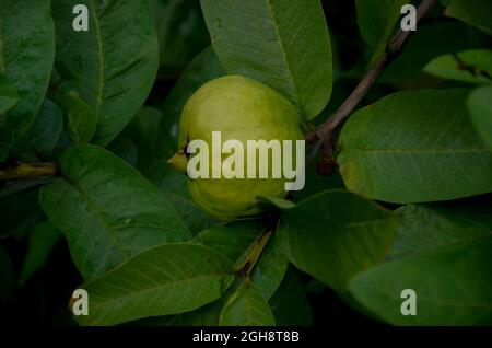 FUOCO SELETTIVO SUL RAMO VERDE DELL'ALBERO DI GUAVA CON FRUTTI APPESI E FOGLIE VERDI NEL GIARDINO CON BACKGROUND.GUAVA SFOCATO IN FATTORIA AGRICOLA. Foto Stock