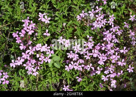 Arrocca, Saponaria ocimoides, aka Tumbling Ted Foto Stock