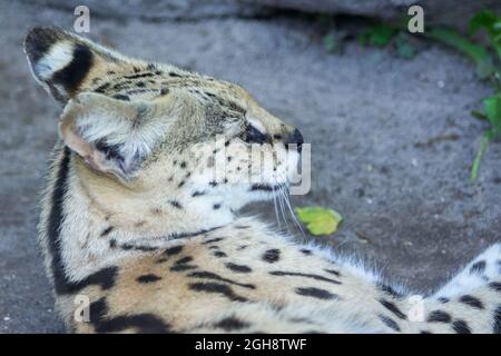 Lince giocosa a terra - Closeup Foto Stock