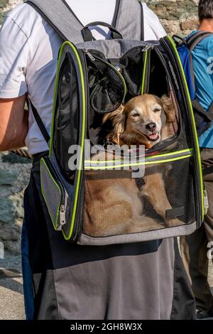 Uno zaino speciale ti permette di trasportare facilmente cani di piccola taglia Foto Stock