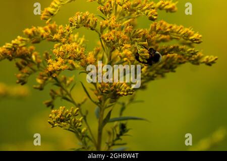 Un'ape bumble orientale comune, bombus Impatiens, foraging su alcune fioriture autunnali. Foto Stock