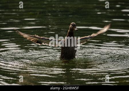 Una femmina di anatra mallardo falde è ali durante una routine di grooming pomeriggio. Nome scientifico, Anas platyrhynchos. Foto Stock