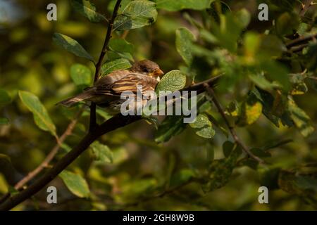 Un passero femmina della casa arroccato in un albero. Nome scientifico passer domesticus Foto Stock