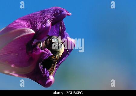 OLYMPUS FOTOCAMERA DIGITALE - primo piano di un bumblebee seduto nel fiore viola chiuso di una pianta di gloria mattina con un cielo blu sullo sfondo. Foto Stock