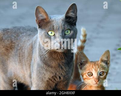Egyptian Stray Street gatti domestici curiosamente guardando qualcosa, sorpreso gatto grigio e gattino beige in strada guardando qualcosa, Foto Stock