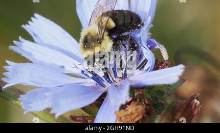 OLYMPUS FOTOCAMERA DIGITALE - primo piano di un bumblebee raccolta nettare dal fiore blu su una pianta di cicoria selvaggia che cresce in un prato. Foto Stock