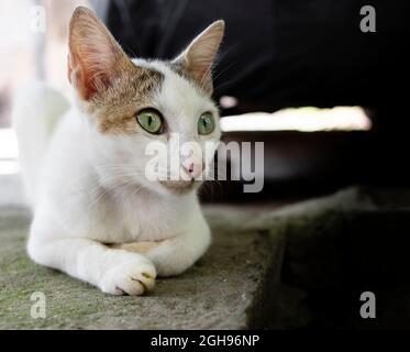 Primo piano di un gatto di strada indiano seduto sulla strada Foto Stock