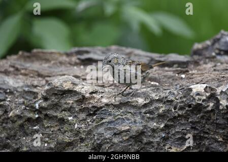 Munting Dunnock (Prunella modularis) in piedi a sinistra su un Log orizzontale decaduto con sfondo di verde sfocato nel mese di settembre nel Regno Unito Foto Stock